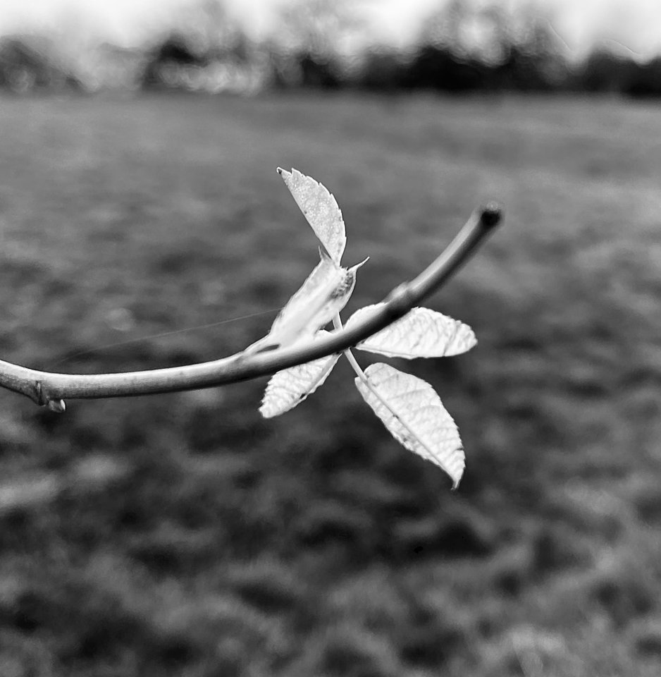 F38801EA-BC81-446B-B405-7F5E6062A678.jpeg