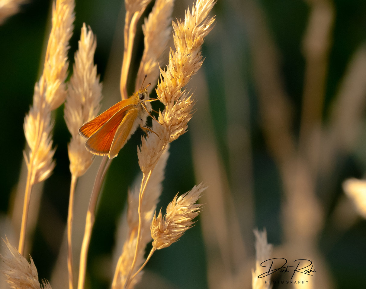 falter_120622.jpg