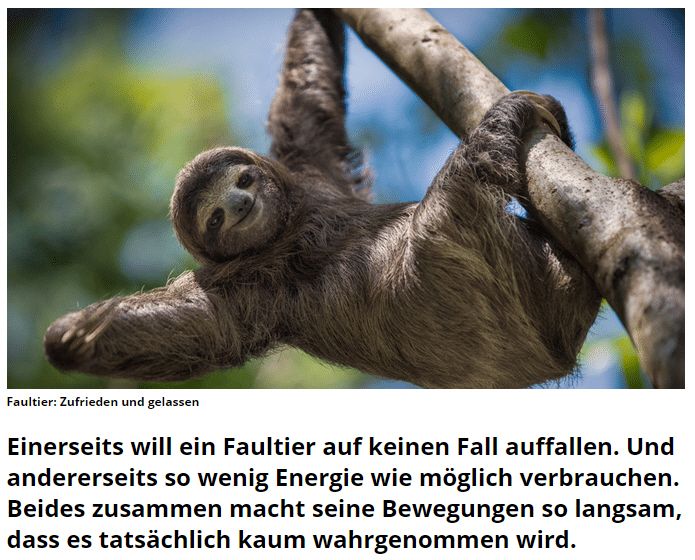 faultier.jpg