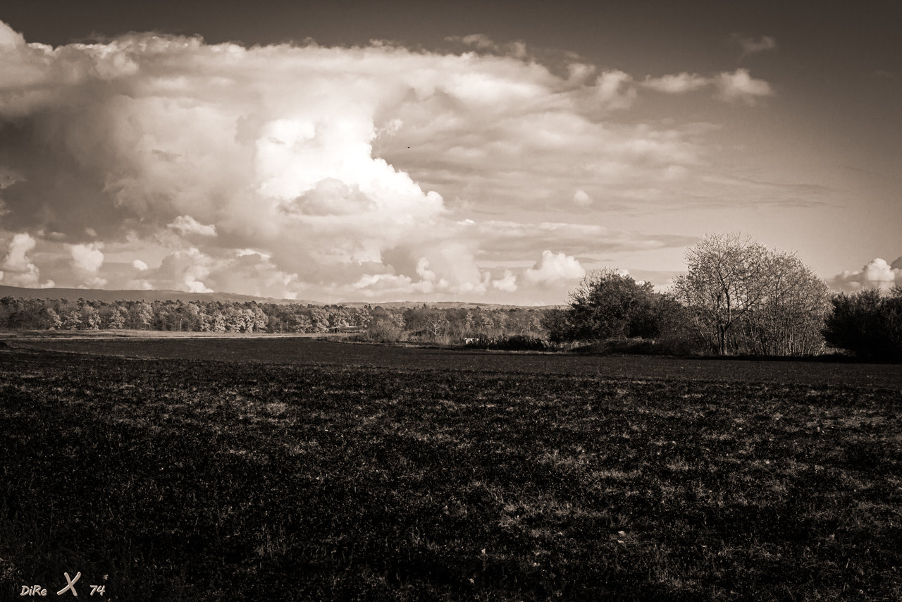 feld_wald_06102020.jpg