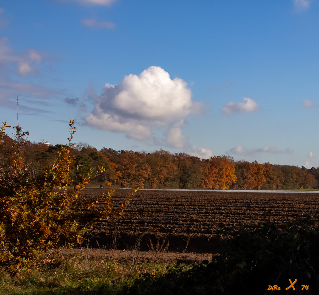 feld_wald_28102020-2.jpg