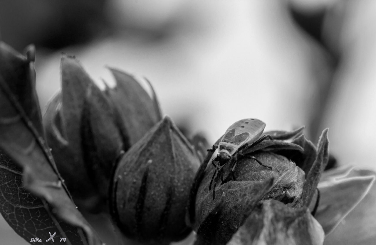 feuerkäfer_12102020-2.jpg