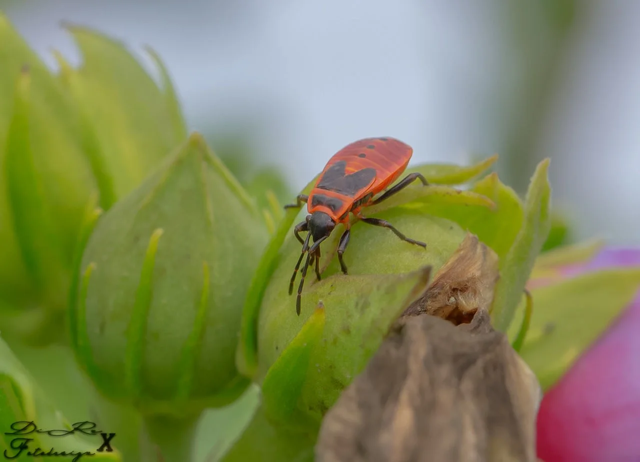 fire beetle_10082019.webp
