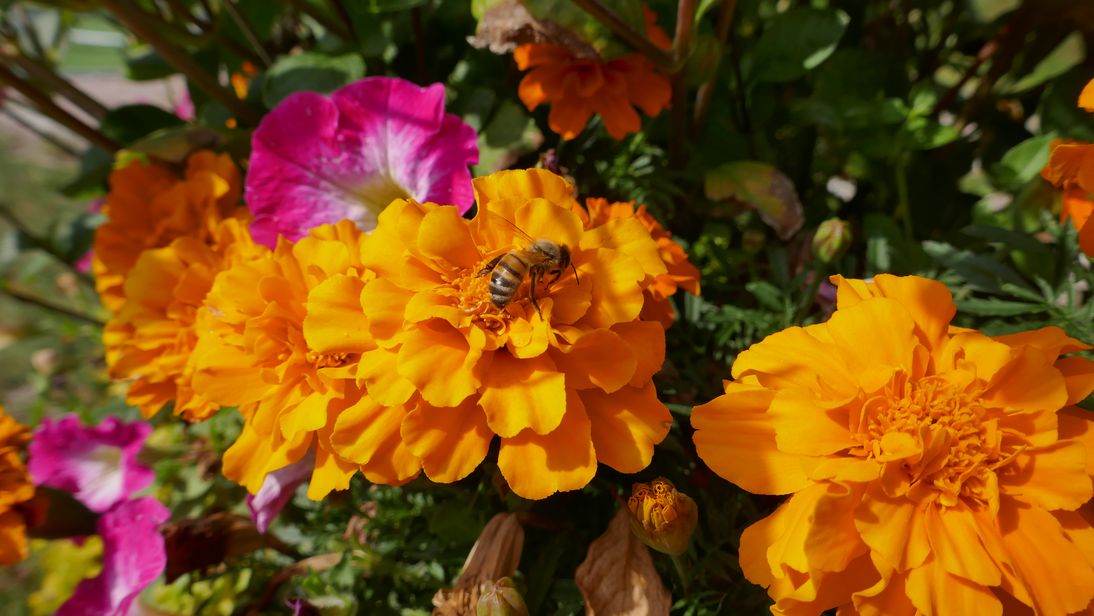 flora-und-fauna.jpg