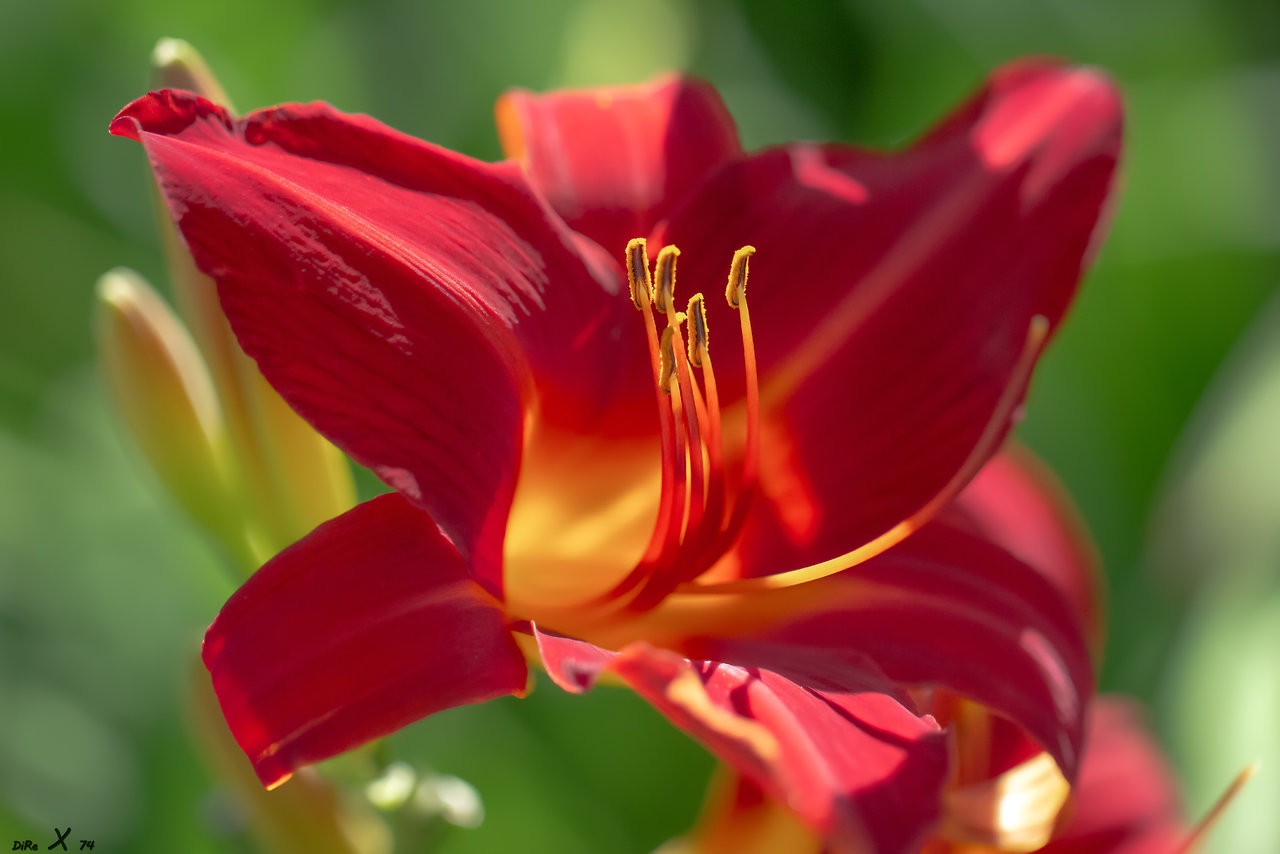 flower_12012020-2.jpg