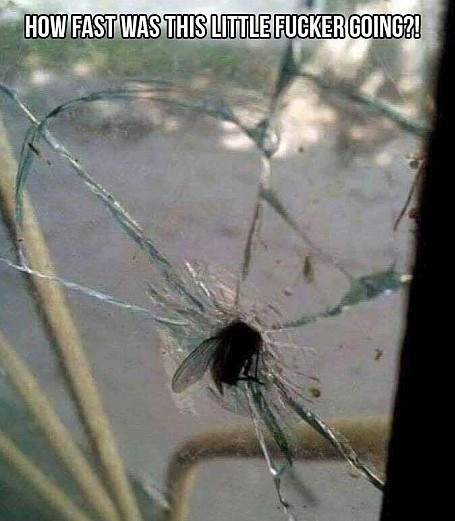 Fly.jpg