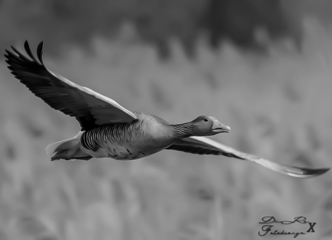 flying goose_02.jpg