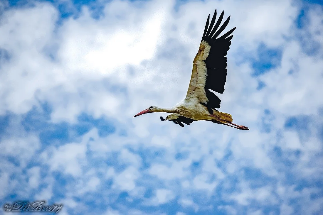 flying stork_07072019.webp