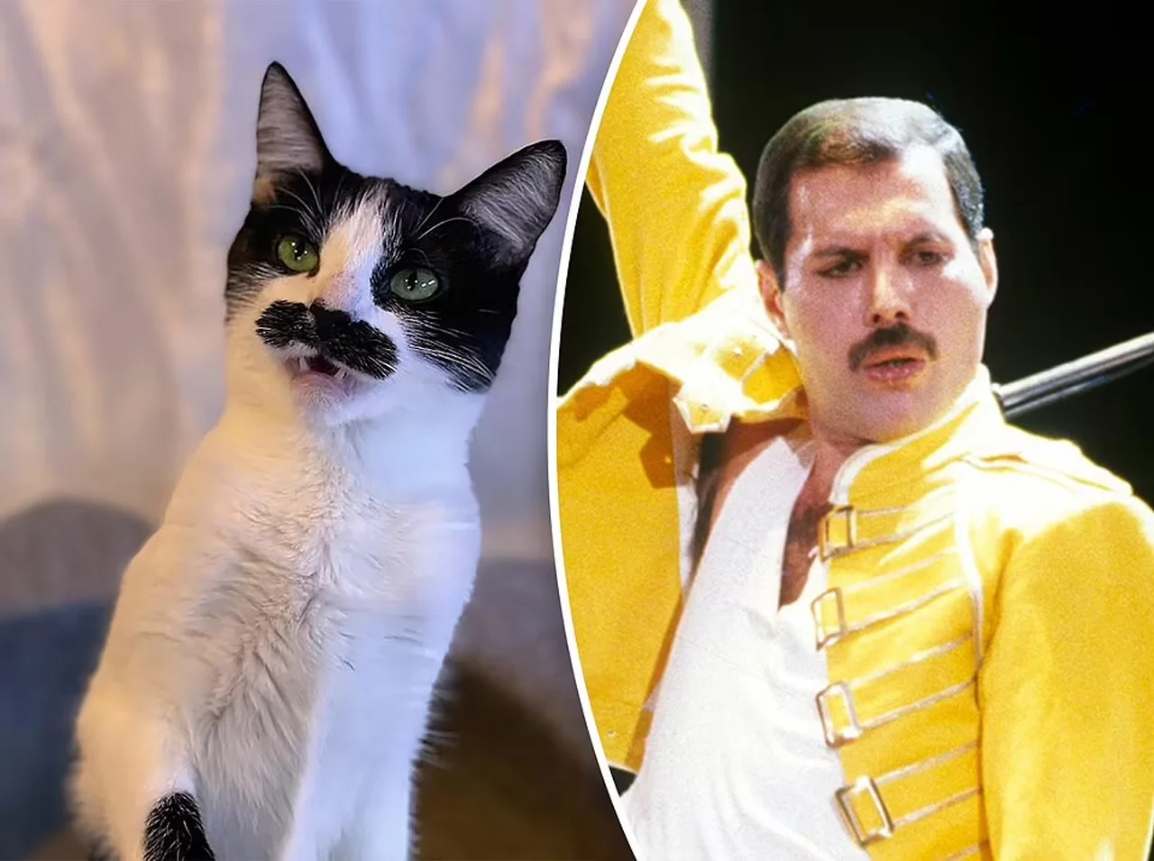 Freddie Mercury Cat6665813_2.webp