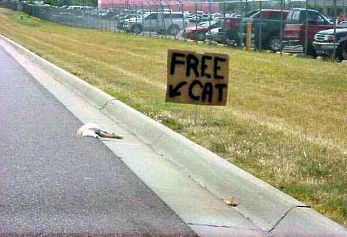 freecat.webp
