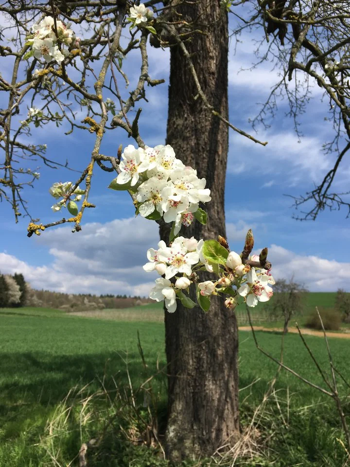 Frühling.webp