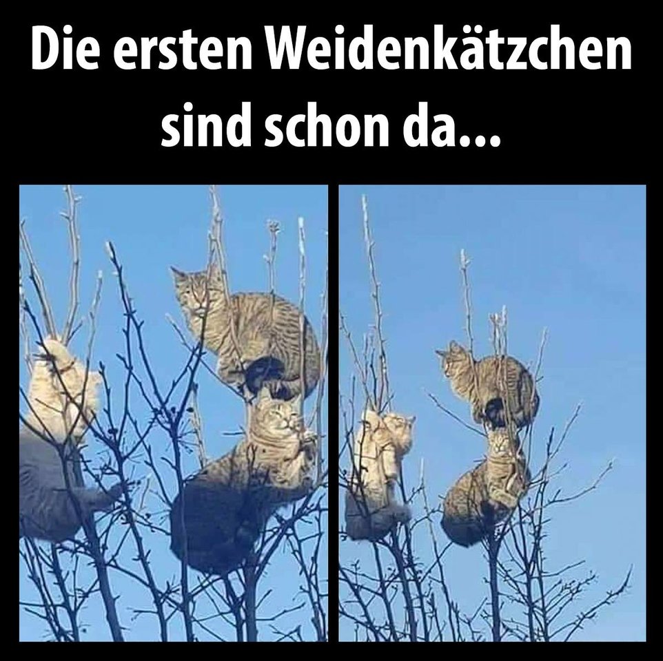 Frühling-Weidenkätzchen.jpg