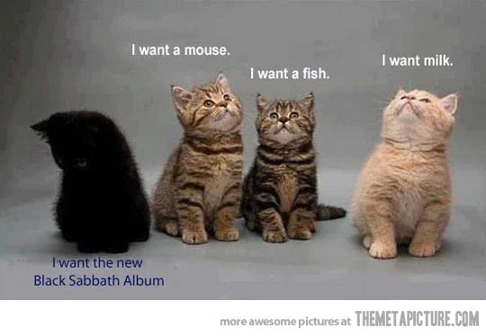 funny-cats-Heavy-Metal.webp