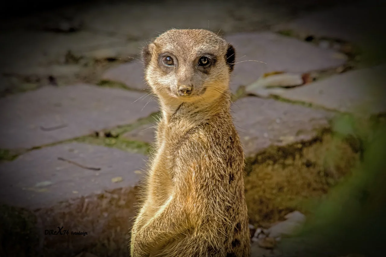 funny little guy.webp