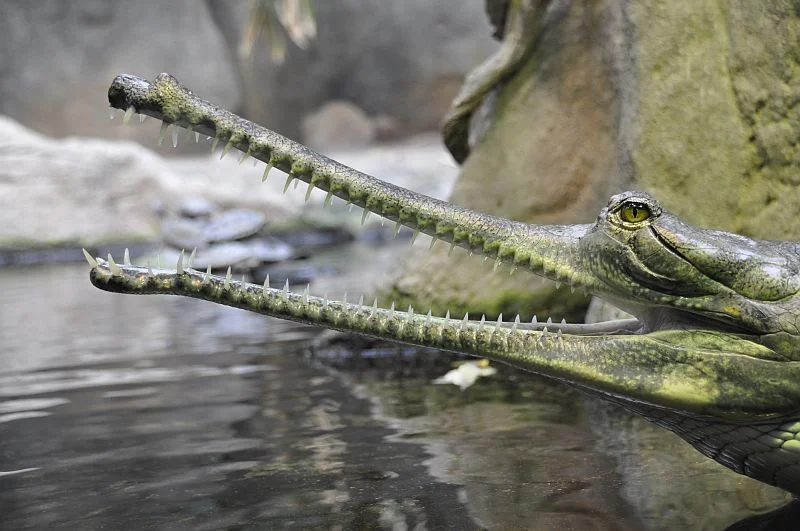 Gavial.webp