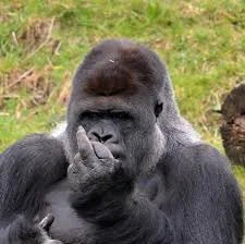 gorillafinger.webp