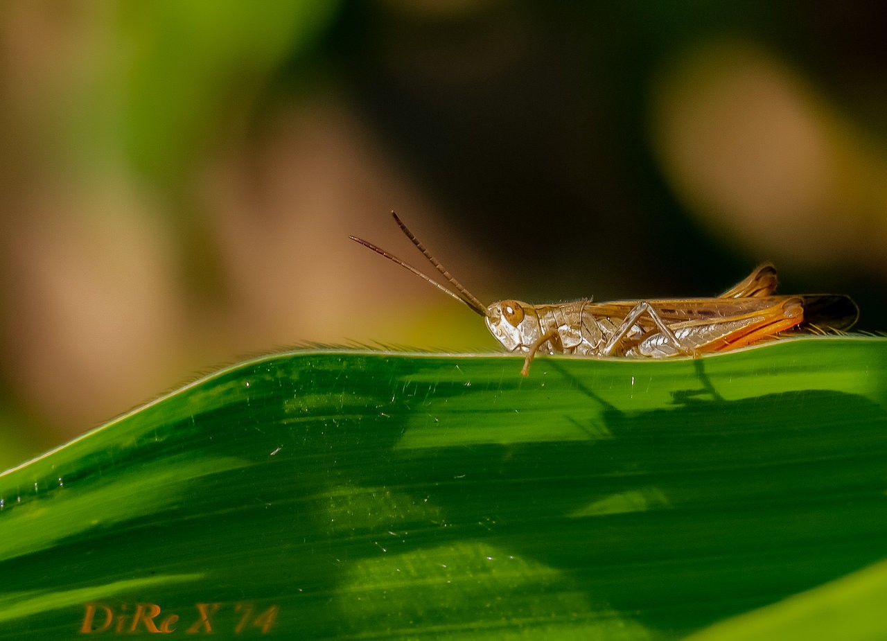 grasshopper_12072019-2.jpg