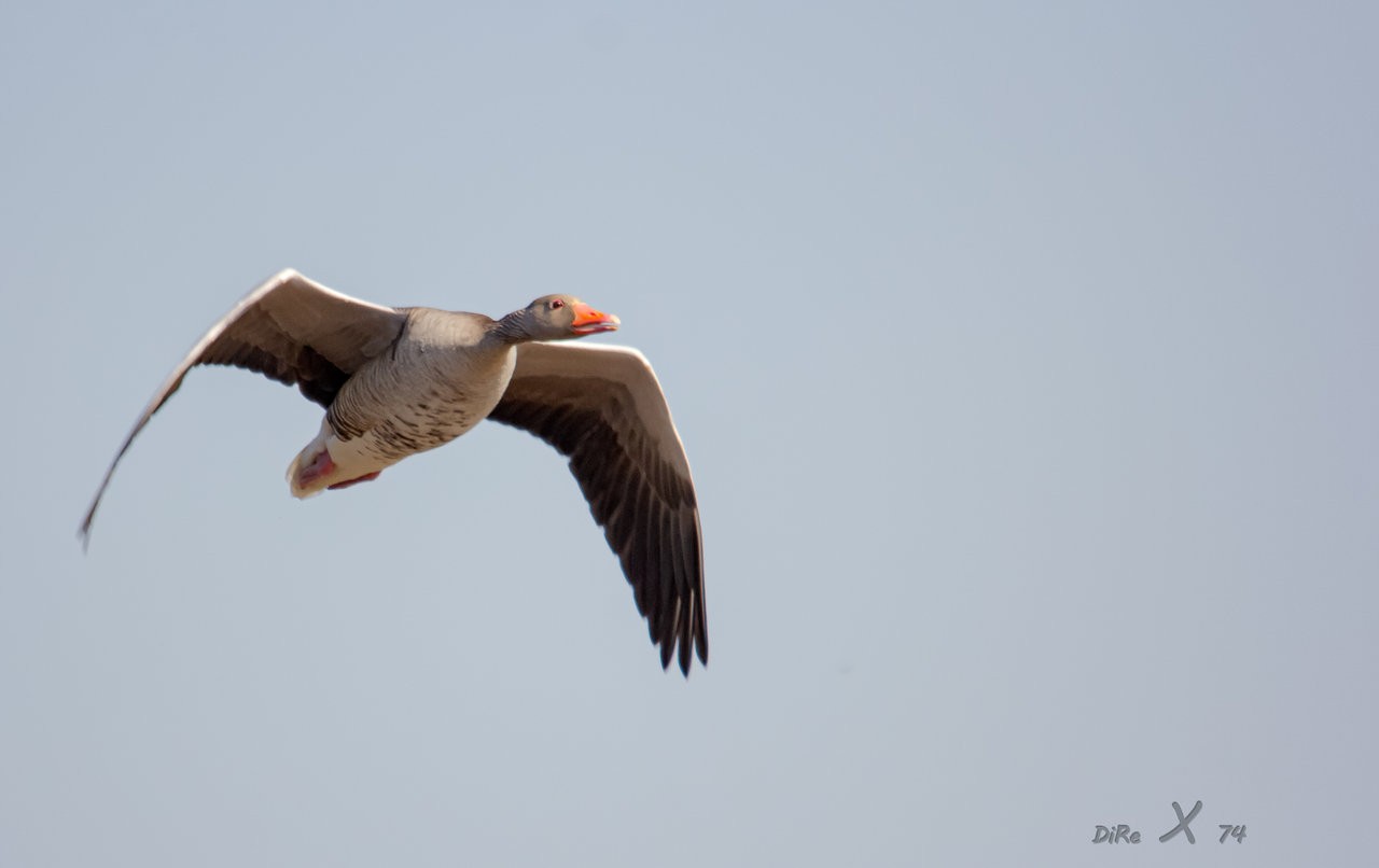 Graugans_24082019.jpg