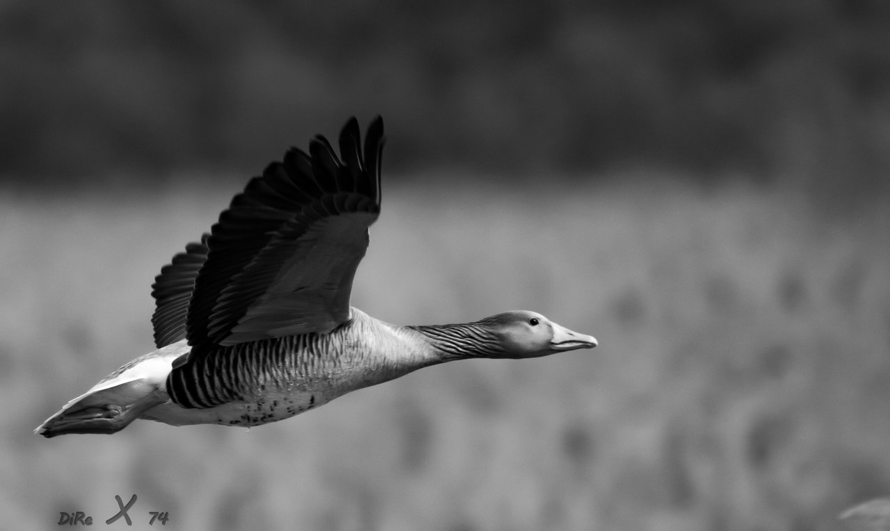 graugans_flying_10122019-2.jpg