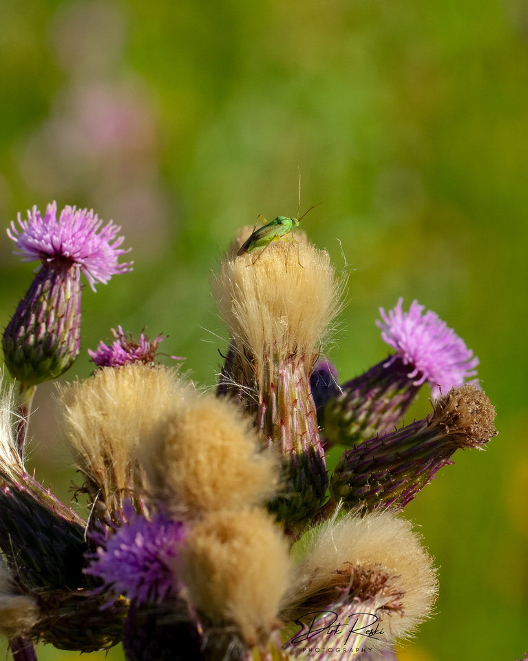 greeny_120622.jpg