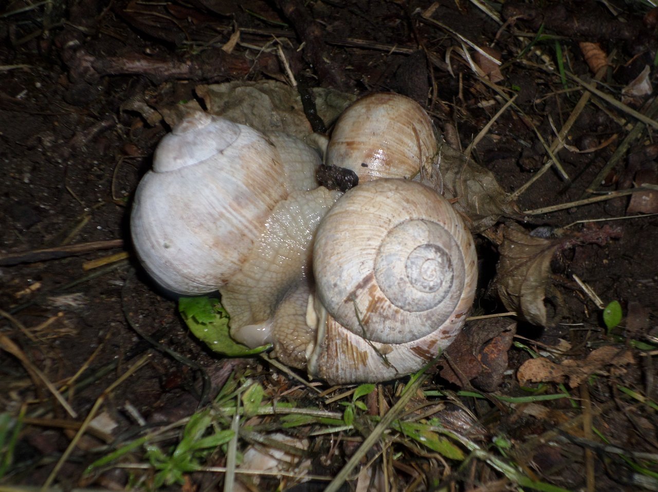 gruppensex im weinberg 1.JPG