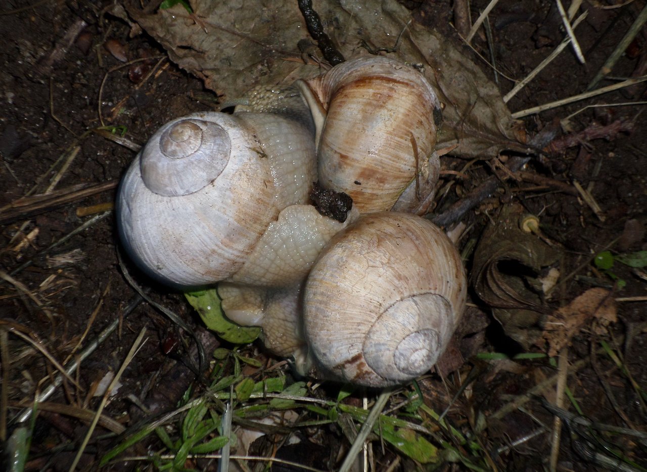 gruppensex im weinberg 2.JPG