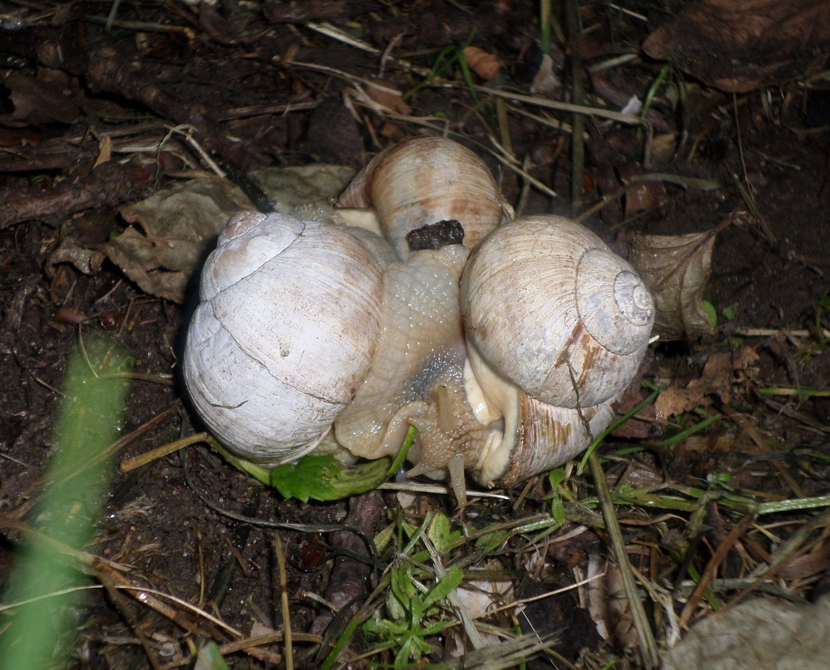 gruppensex im weinberg 3.JPG