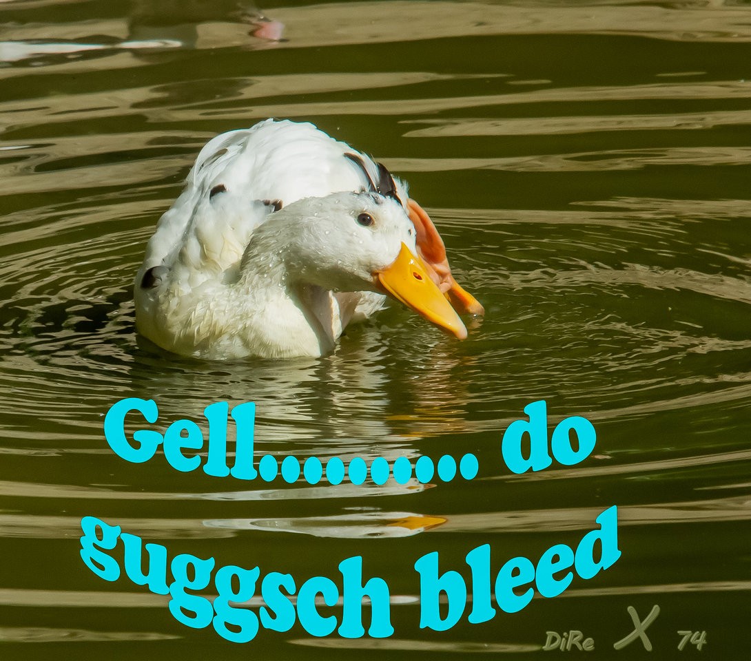 guggsch bleed_07122019-2.jpg