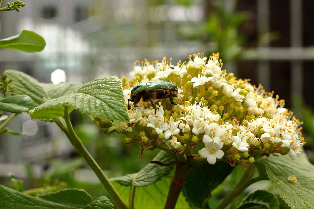 HD_25042019_01.JPG
