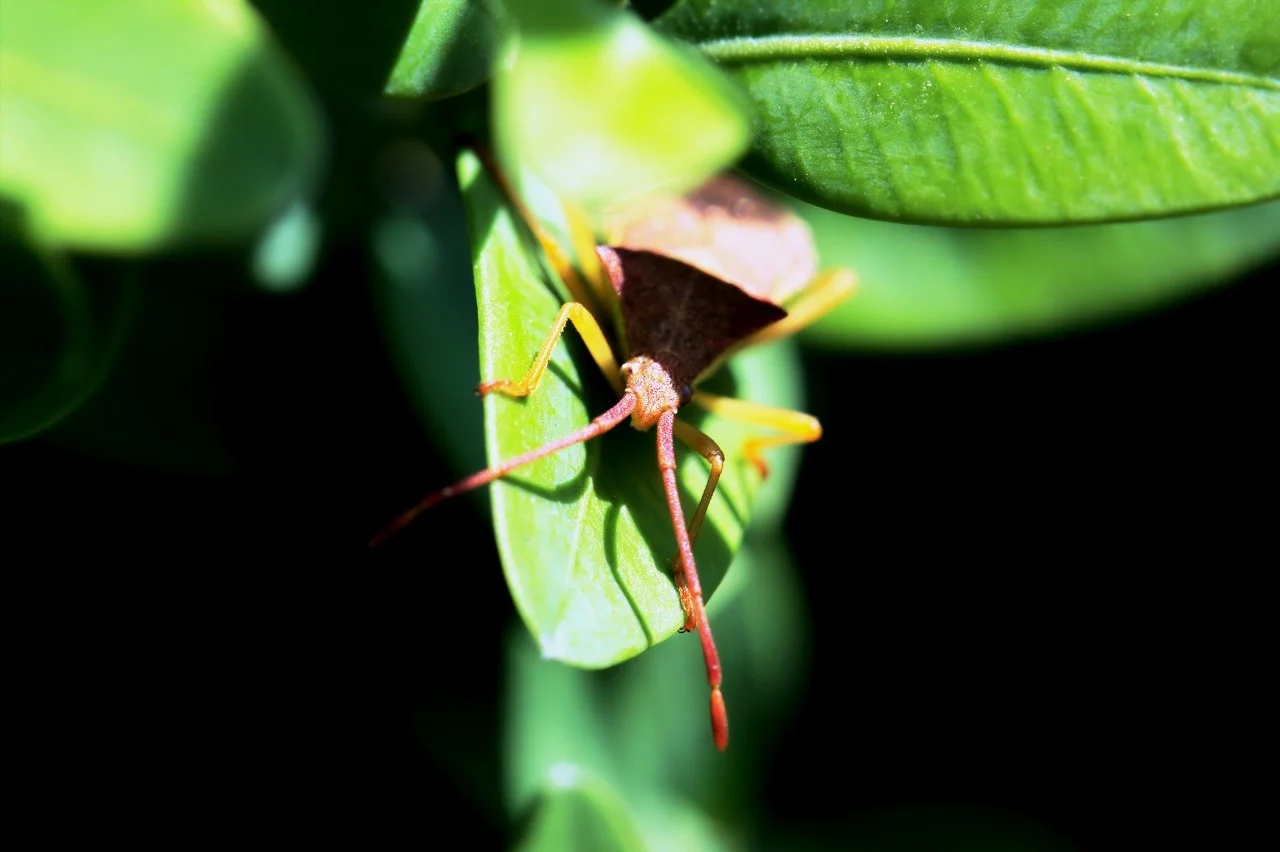 HD_Neckar_18052018 046.webp