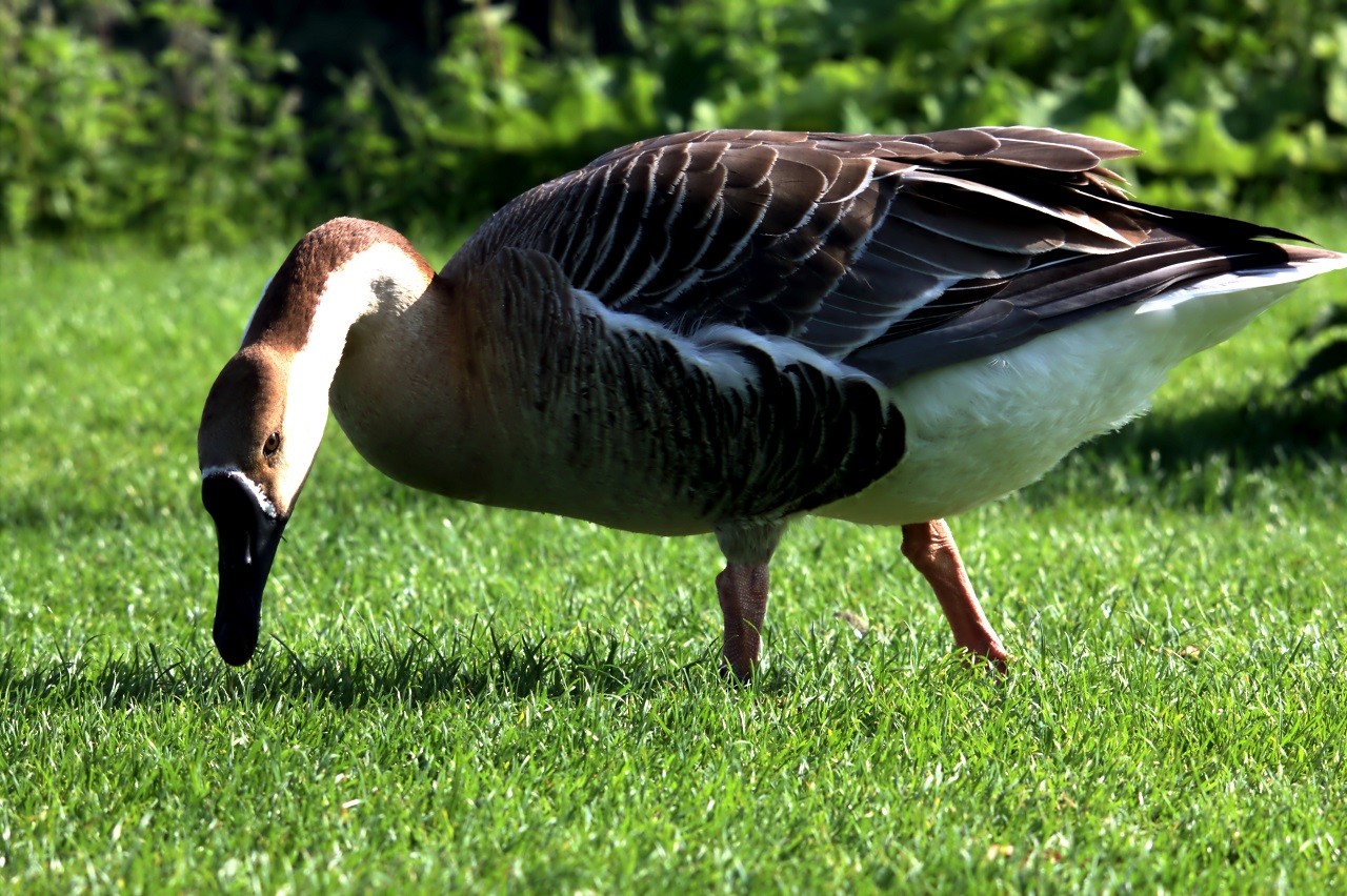 HD_Neckar_18052018 327.jpg