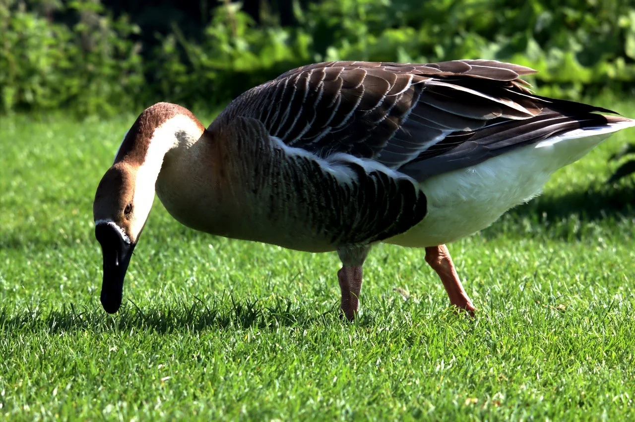 HD_Neckar_18052018 327.webp