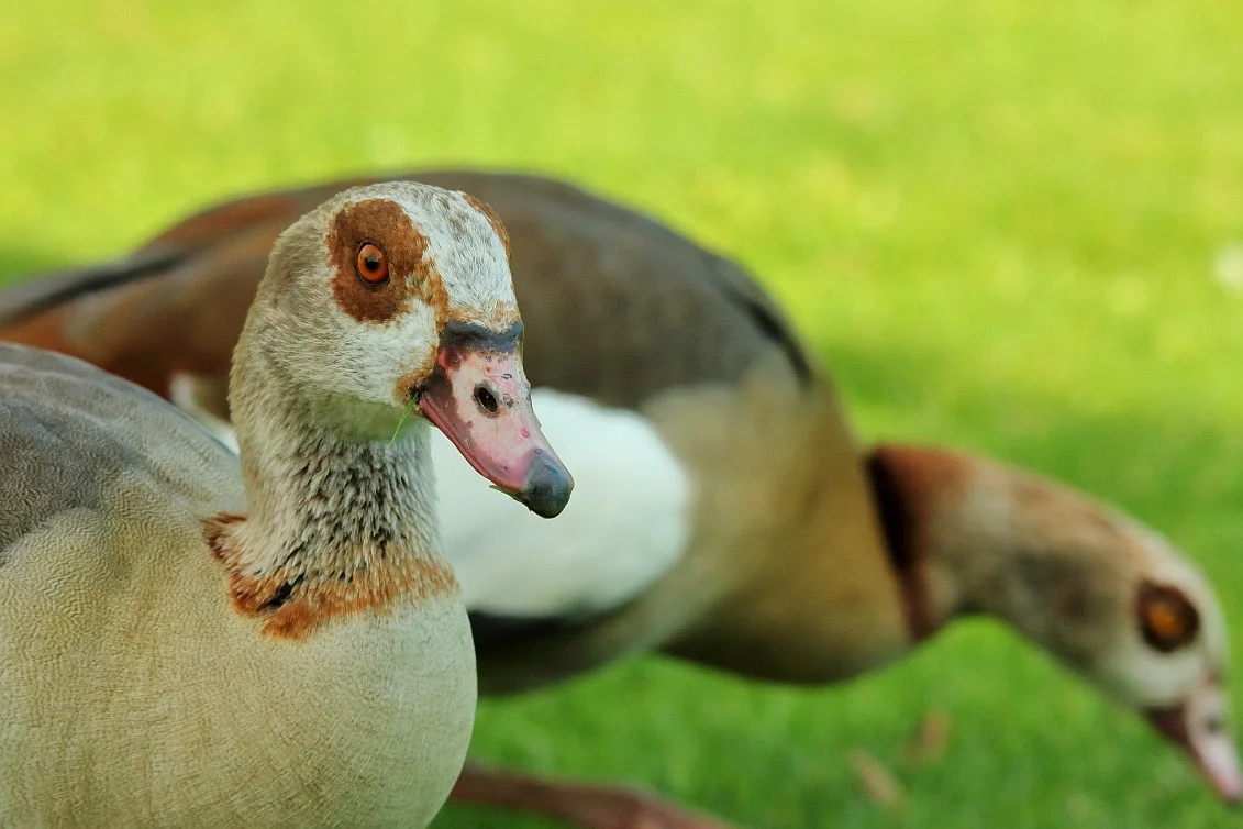 HD_Neckarw_21052018 010_1.webp