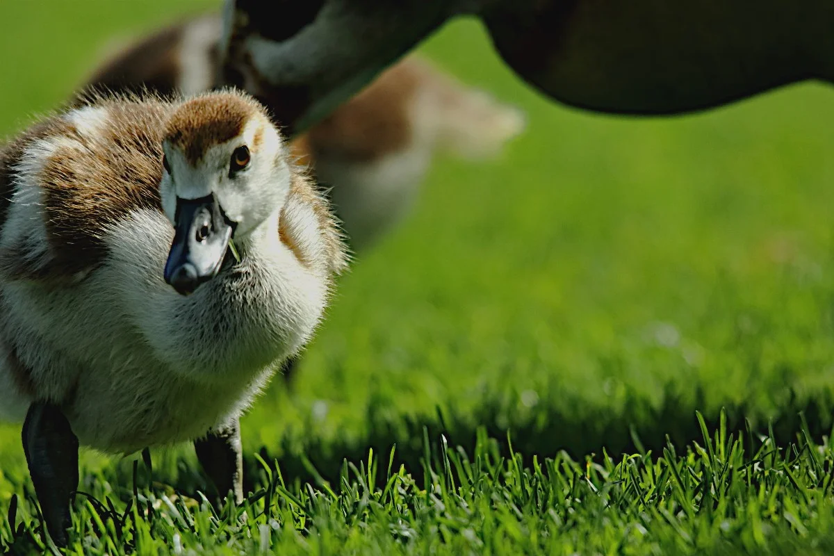 HD_Neckarw_21052018 019_1.webp