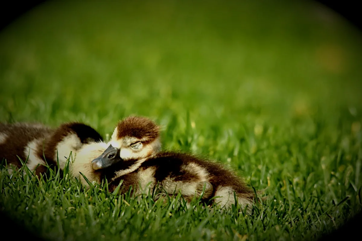 HD_Neckarw_21052018 022.webp