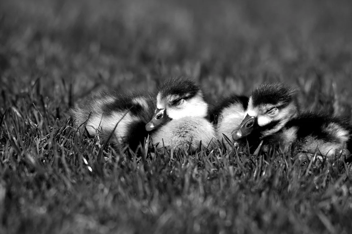 HD_Neckarw_21052018 027.webp