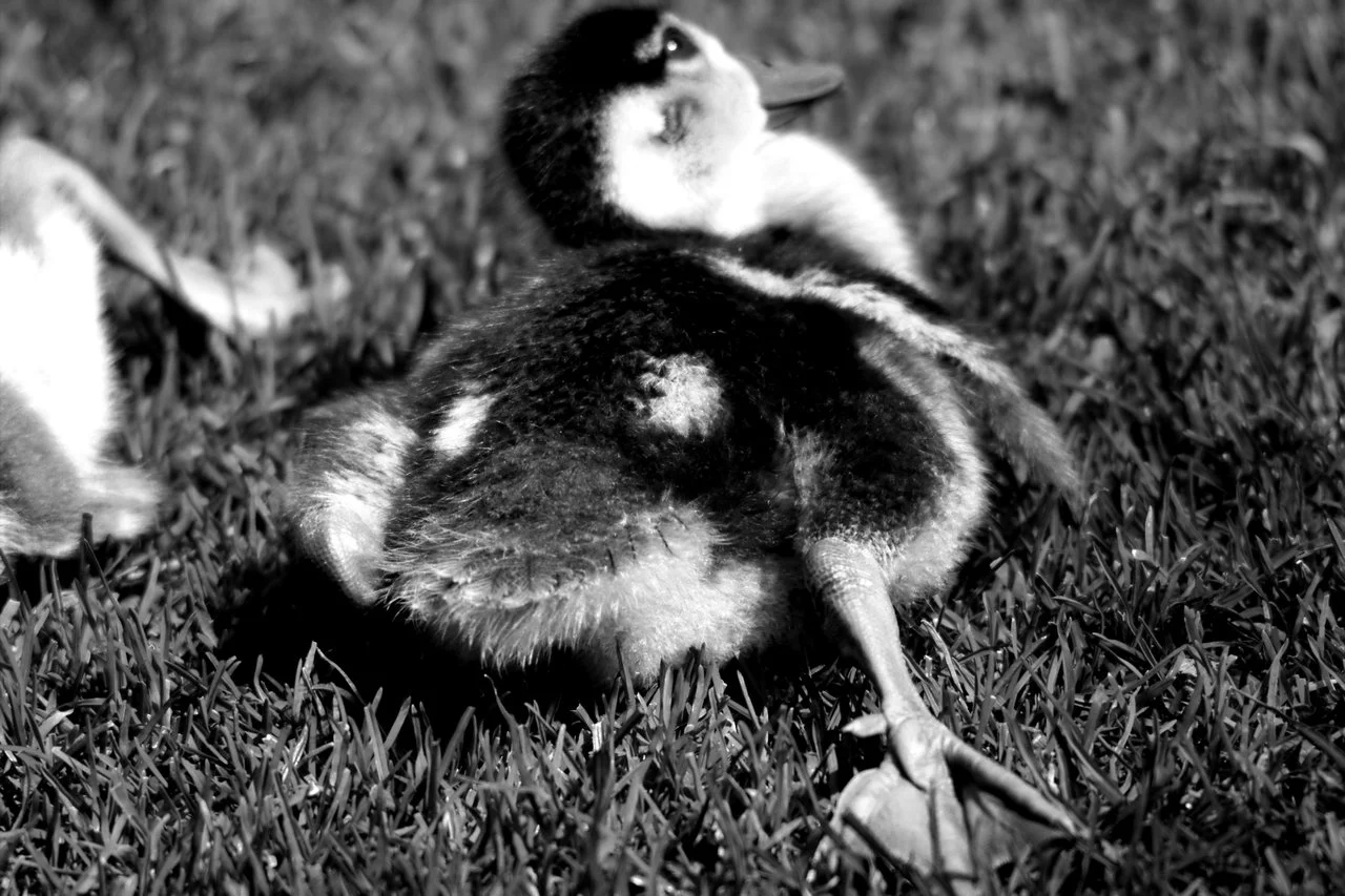 HD_Neckarw_21052018 072.webp