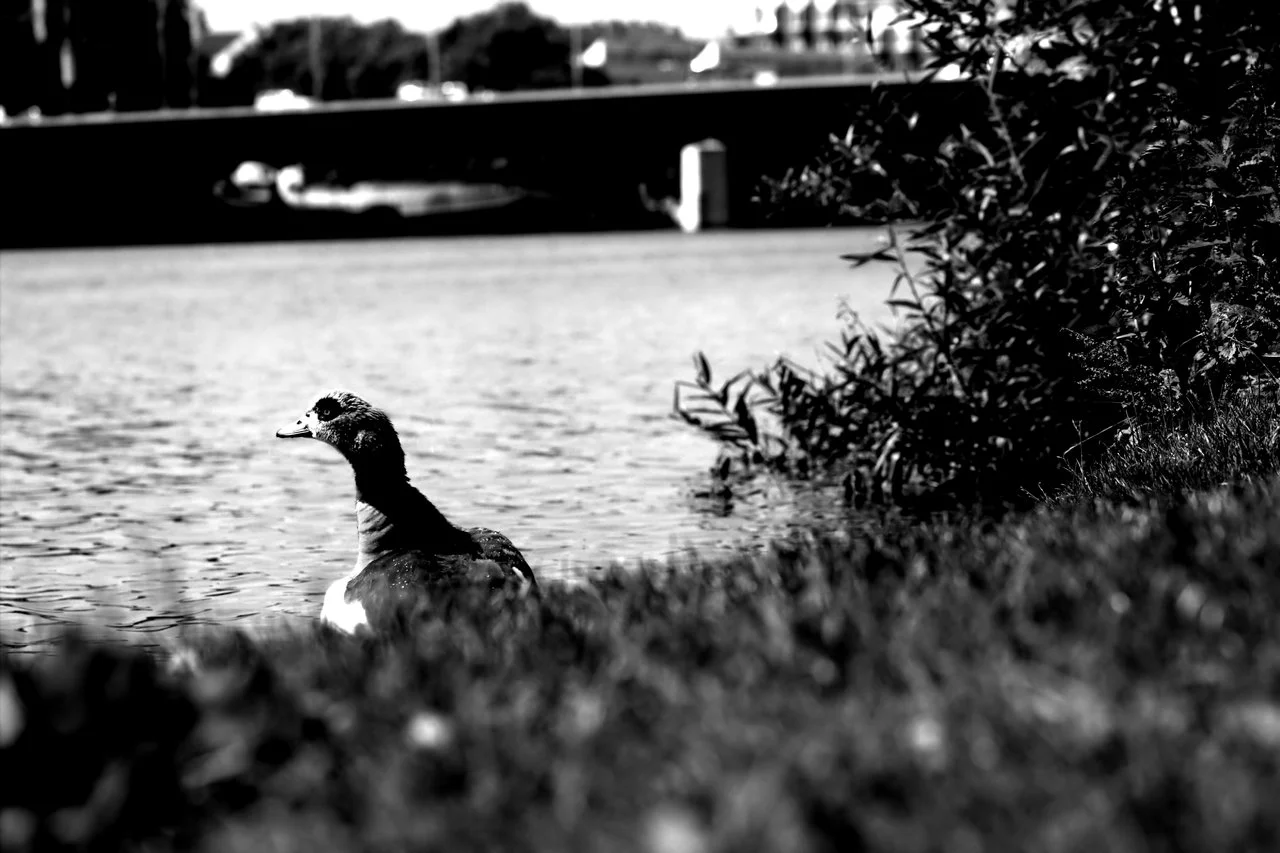 HD_Neckarw_21052018 112.webp