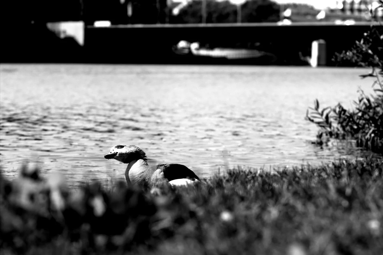 HD_Neckarw_21052018 117.webp