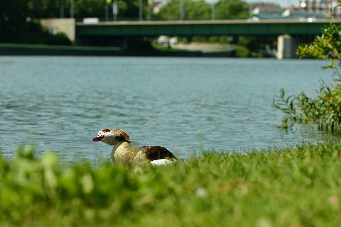 HD_Neckarw_21052018 117_1.JPG