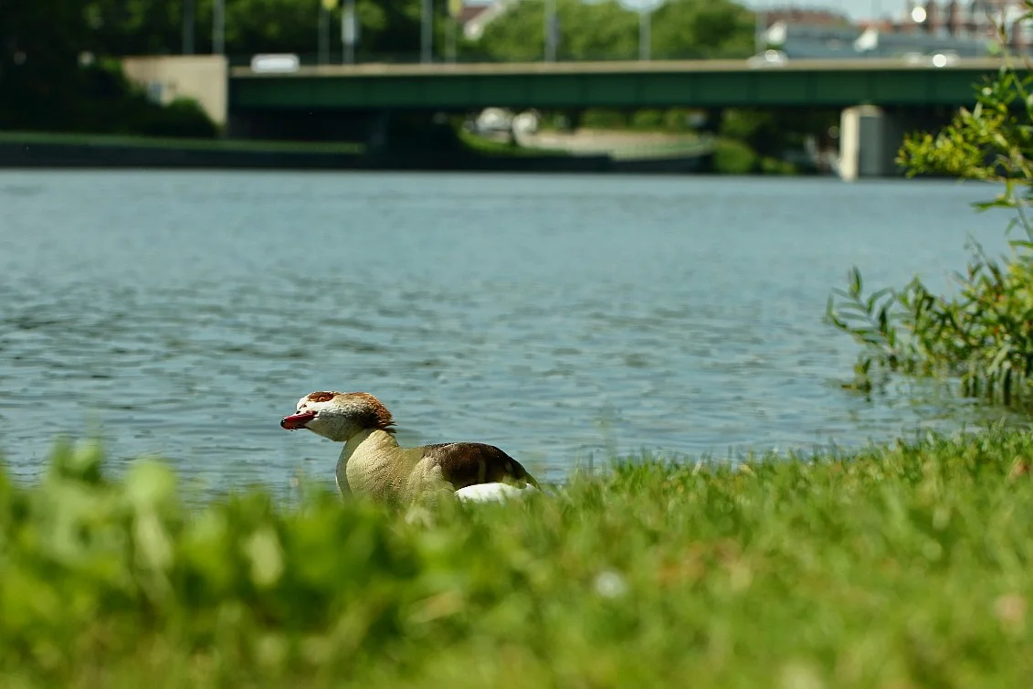 HD_Neckarw_21052018 117_1.webp