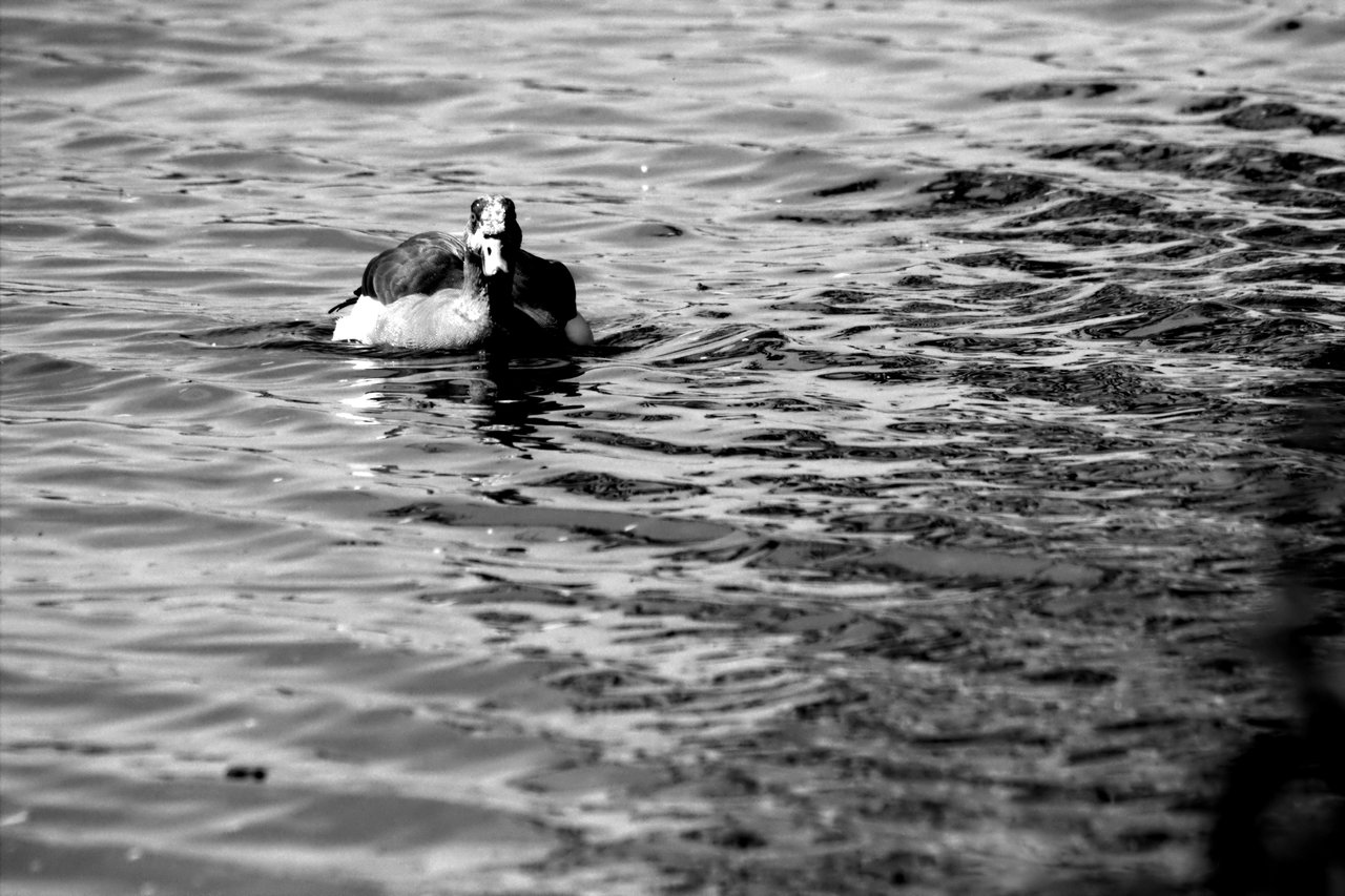 HD_Neckarw_21052018 154.jpg