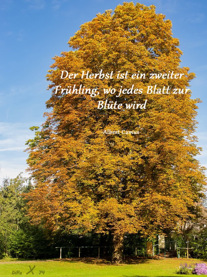 herbstbaum_102019.jpg