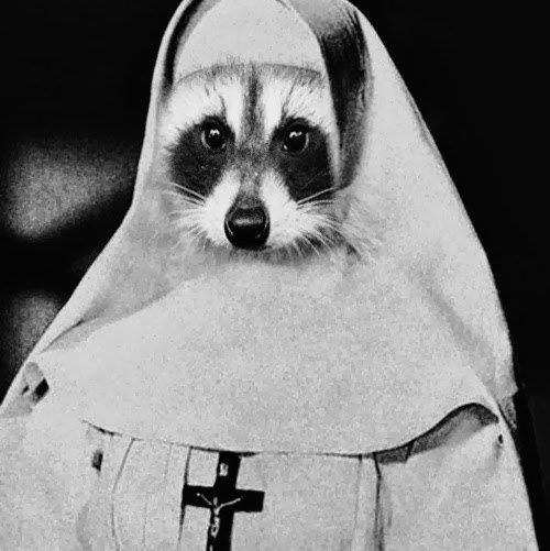 HRaccoon.jpg
