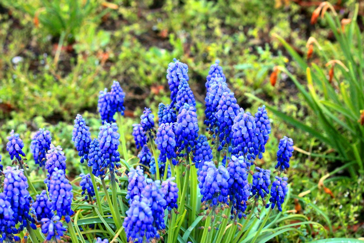 HRing_14042018 035.JPG
