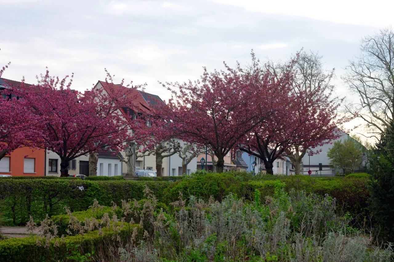 HRing_17042018 013.webp