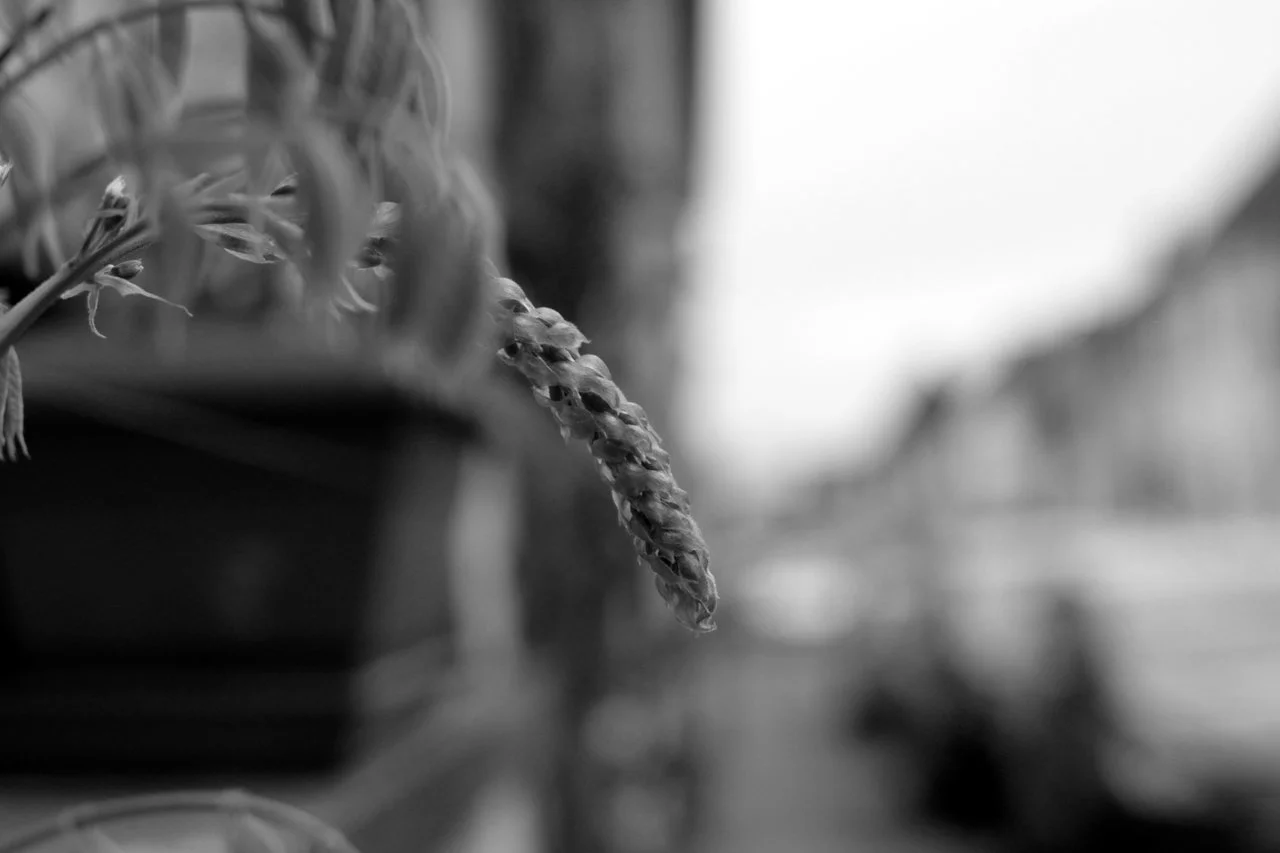 HRing_17042018 017.webp