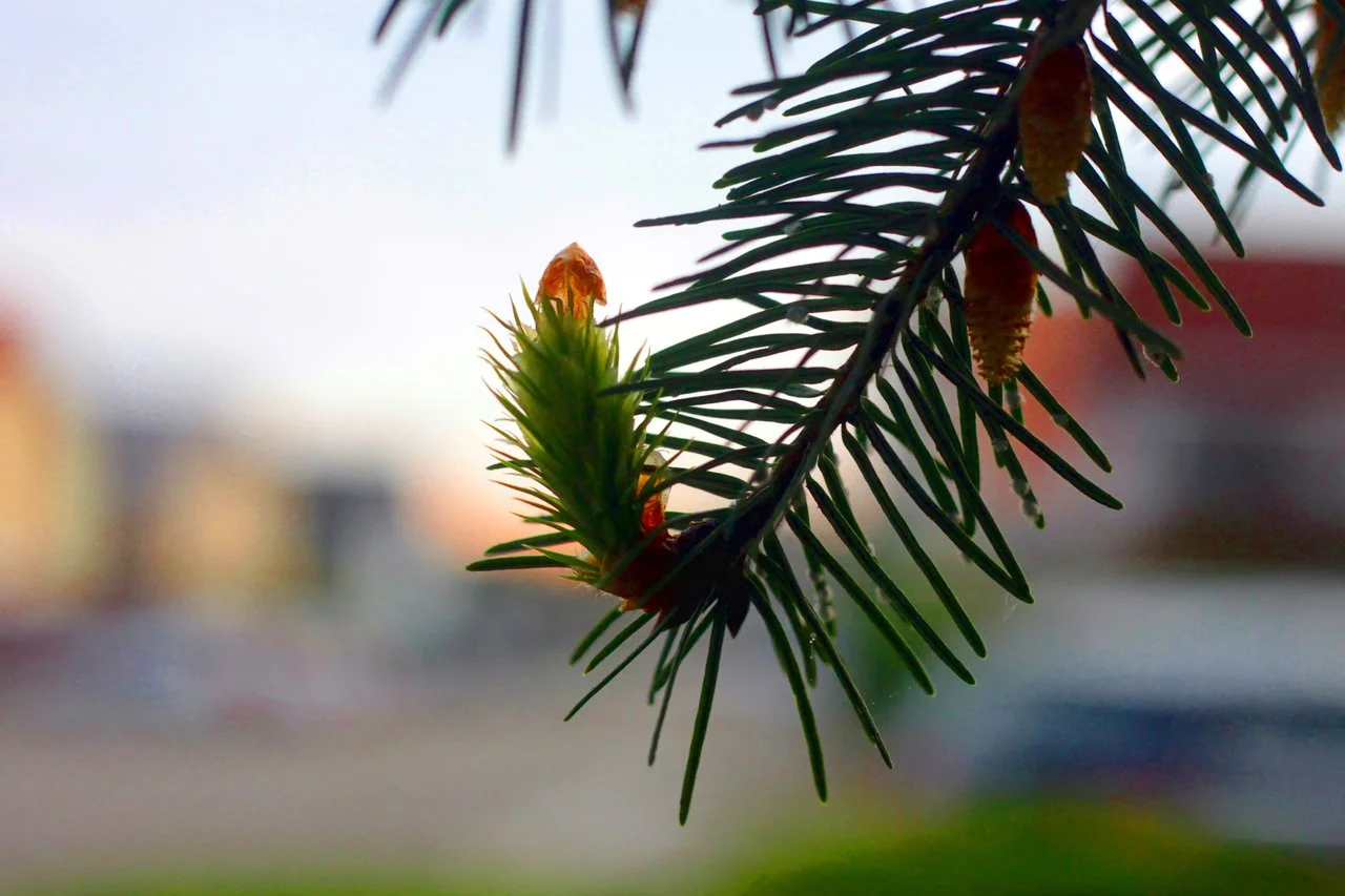 HRing_17042018 019.webp