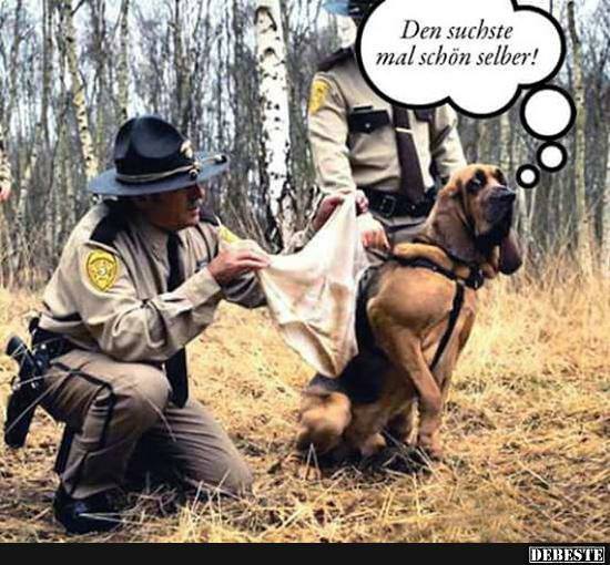 Hund.jpg