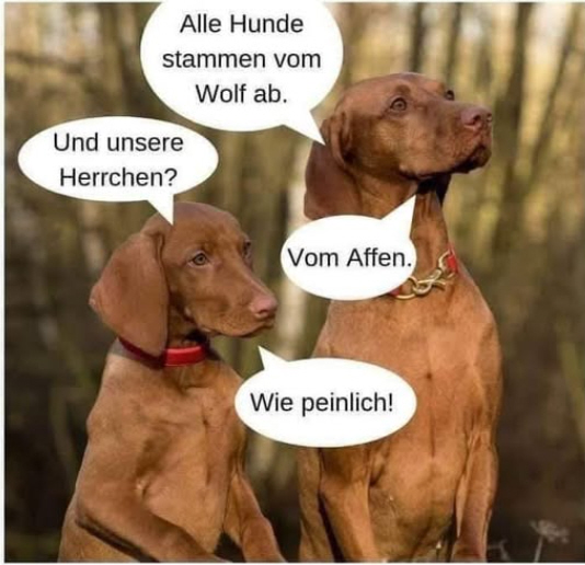 Hund.jpg